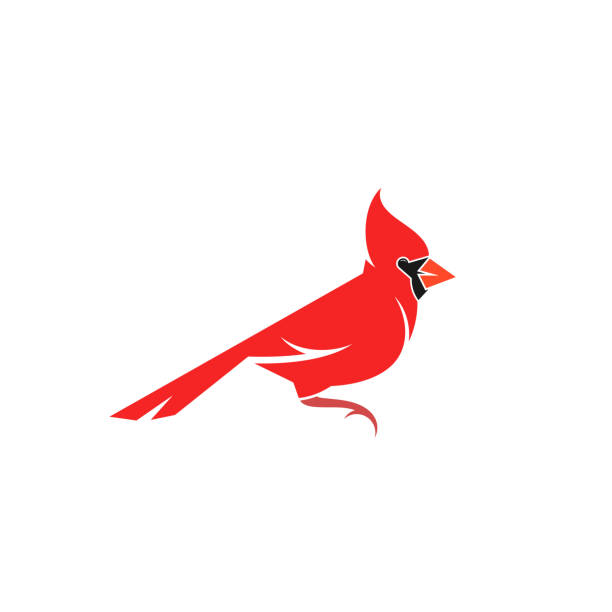 Northern cardinal. Isolated bird on white background Vector illustration (EPS) cardinal stock illustrations