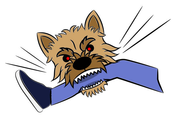 ilustrações de stock, clip art, desenhos animados e ícones de norwich terrier dog biting human leg illustration sketch isolated on white - norwich