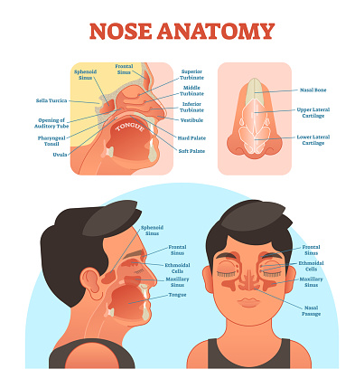 Nose anatomy medical vector illustration diagram.