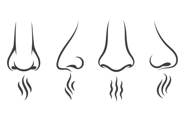 Nose smell icons Nose smell icons. Human smelling and breathe nose senses isolated on white background smelling stock illustrations