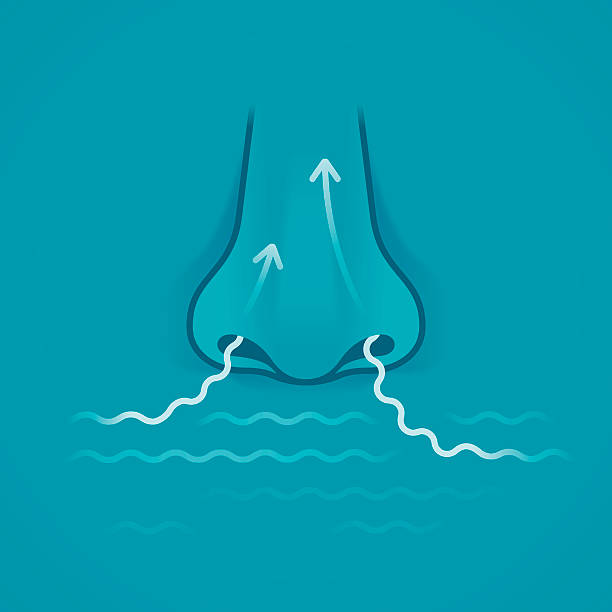 Nose Human nose sensing, smelling or inhaling a smell or substance. breath vapor stock illustrations