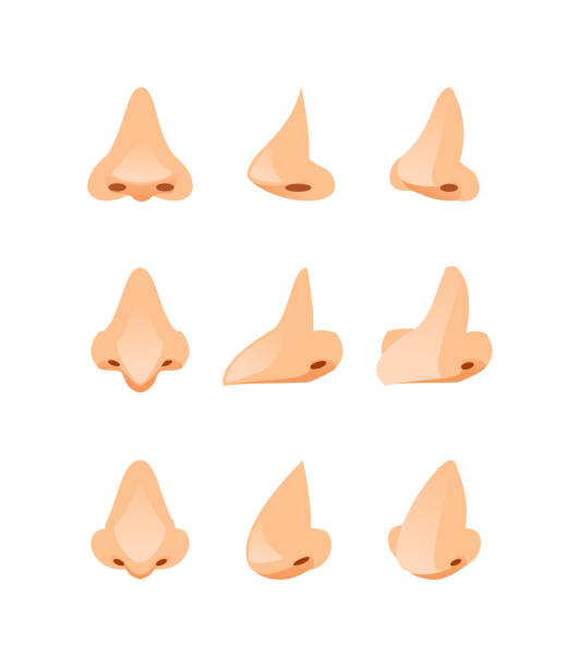 Noses in different angles vector Set of cartoon noses, front view, side view and three quarters. Vector illustration nose stock illustrations