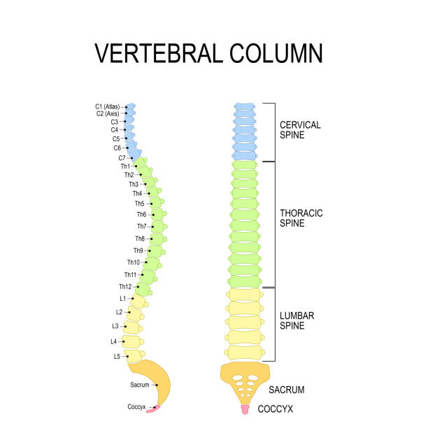 Numbering order of the vertebrae of the human spinal column. Vertebral column: cervical, thoracic and lumbar spine, sacrum and coccyx. Numbering order of the vertebrae of the human spinal column. Vector diagram for medical use spine body part stock illustrations
