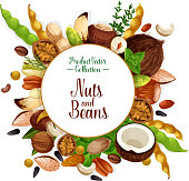 Nut, bean and seed food poster. Walnut, pistachio, almond, peanut, hazelnut, coffee and soy bean, cashew, brazil and pine nut, pecan, sunflower seed, coconut and chestnut label with spice and herbs
