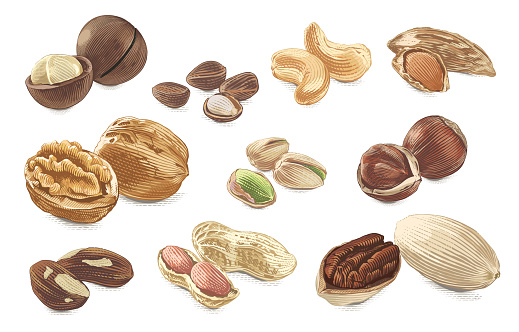 nut set collection Hand drawing sketch engraving watercolor illustration style