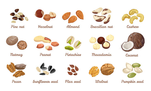 Nuts and seeds set. Cashew, hazelnut, almond, brazil nut, walnut, peanut, pistachios, macadamia, pecan, nutmeg, cedar, coconut. Pumpkin, sunflower, flax seeds.Vector illustration in cartoon flat style Nuts and seeds set. Cashew, hazelnut, almond, brazil nut, walnut, peanut, pistachios, macadamia, pecan, nutmeg, cedar, coconut. Pumpkin, sunflower, flax seeds.Vector illustration in cartoon flat style nut food stock illustrations