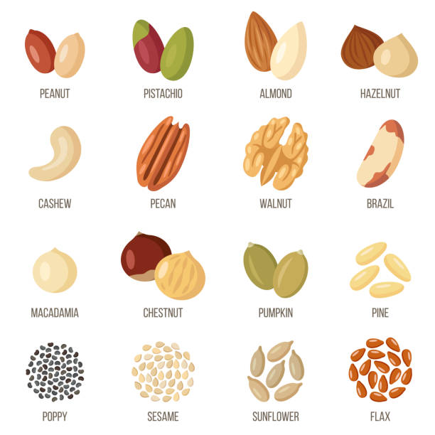 Nuts and seeds Vector set of named nuts and seeds. Flat style. pecan stock illustrations
