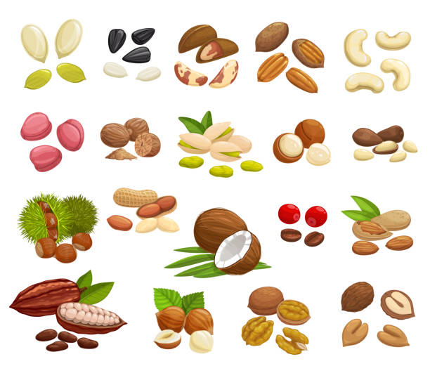 Nuts, beans and seeds of super food Nuts, beans and seeds vector design of super food. Almond, walnuts, hazelnut, peanut, pistachio, cashew and coconut, pumpkin and sunflower seeds, coffee and cocoa beans, brazil, macadamia, pecan nuts chestnut food stock illustrations