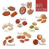 Group of vector colorful illustrations on the nutrition theme; set of different kinds of nuts. Realistic isolated objects for your design.