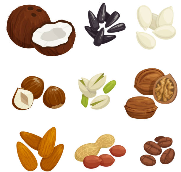 ilustrações de stock, clip art, desenhos animados e ícones de nuts, grain and kernels vector icons - nozes