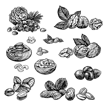 Nuts sketch illustration