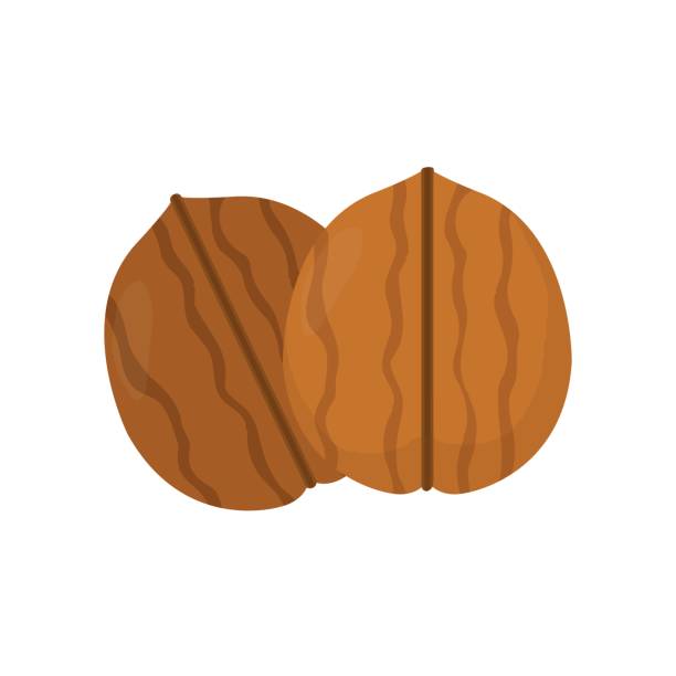 ilustrações de stock, clip art, desenhos animados e ícones de nuts. walnut. vector flat modern style - nozes