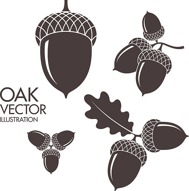 Oak. Isolated acorns on white background (EPS) + ZIP - alternate file (CDR)  autumn silhouettes stock illustrations