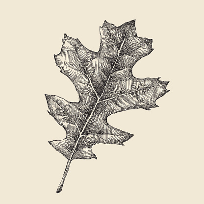 Oak Leaf Drawing