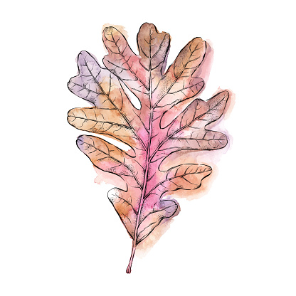 Oak Leaf Ink and Watercolor Painting. Vector EPS10 Illustration