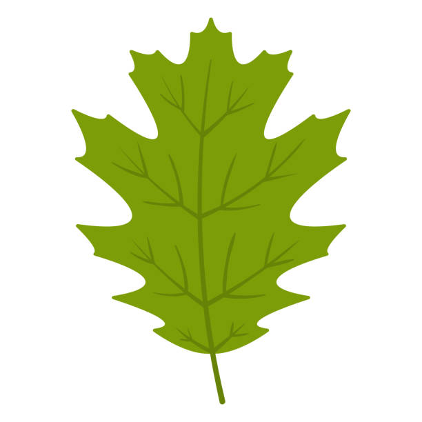 oak leaf - liść dębu stock illustrations