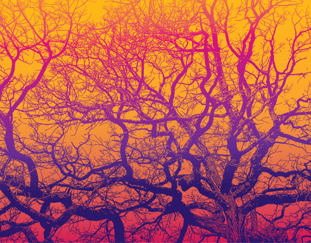 ilustrações de stock, clip art, desenhos animados e ícones de oak tree and branches with vibrant colors - beleza natural