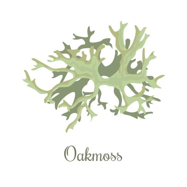 oakmoss or Evernia prunastri. lichen oakmoss or Evernia prunastri. lichen. fragrant compounds, perfume absolutes and fixative, realistic. For cosmetics, health care products, advertising, tag label moss stock illustrations