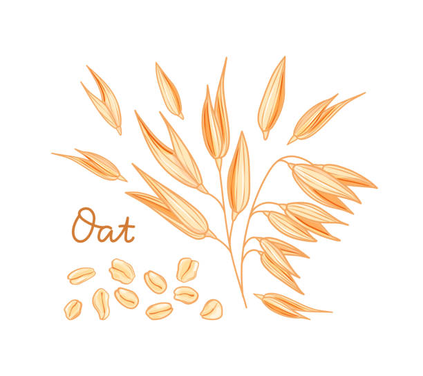 Oats set. Spikelets, grains and flakes on a white background. Cartoon style. Vector illustration. Oats set. Spikelets, grains and flakes on a white background. Cartoon style. Vector illustration. breakfast silhouettes stock illustrations