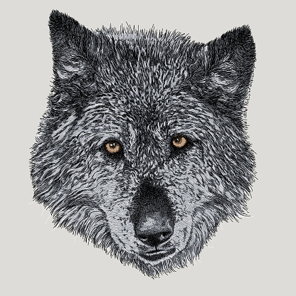 Old Grey Wolf Face