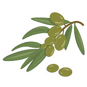istock olive branch with leaves 1395484035