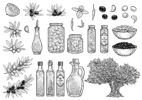Olive collection illustration, drawing, engraving, ink, line art, vector