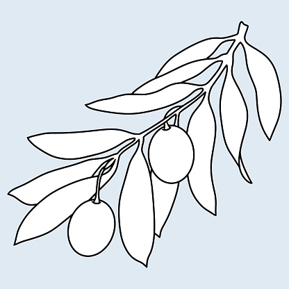 Olive tree branch with olive berries, line, minimalist monochrome botanical illustration, Vector