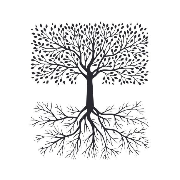 Olive tree with roots vector art illustration
