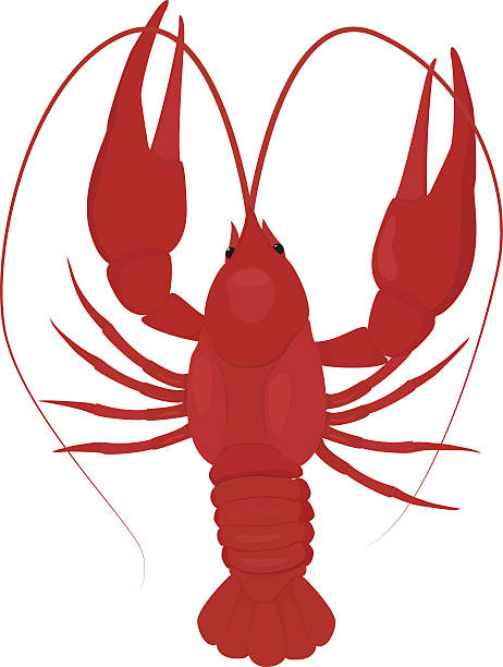 Best Crawfish Illustrations, Royalty-Free Vector Graphics