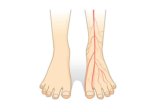 One foot showing a red blood vessel on skin. One foot showing a red blood vessel on skin. This illustration about inner of human foot. foot exam diabetes stock illustrations