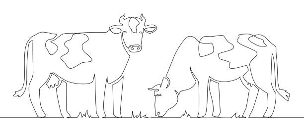 bildbanksillustrationer, clip art samt tecknat material och ikoner med ena raden kor. mjölk ko djur, boskap och nötkött kött och kalv gård kontinuerlig linje konstverk vektorkoncept - ett djur
