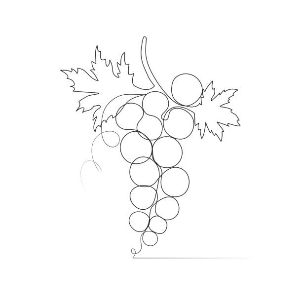 ilustrações de stock, clip art, desenhos animados e ícones de one line drawing grape sketch isolated on white background. - uvas