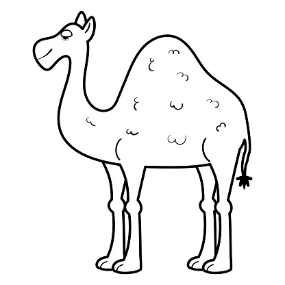 One-humped African camel. Dromedary Vector cartoon illustration page or book for kids and adults