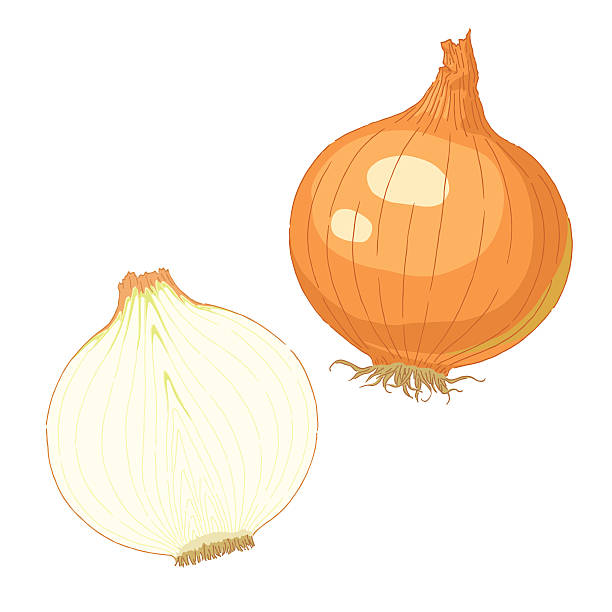 Onion Vector illustration of fresh onion.  onion stock illustrations