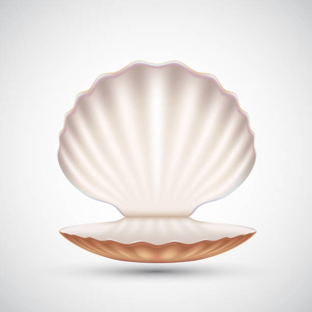 Open empty seashell icon isolated on a white background Open empty seashell icon isolated on a white background. Vector illustration mother of pearl stock illustrations