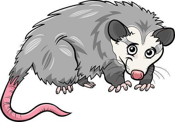 opossum animal cartoon illustration Cartoon Illustration of Cute Opossum Animal opossum stock illustrations