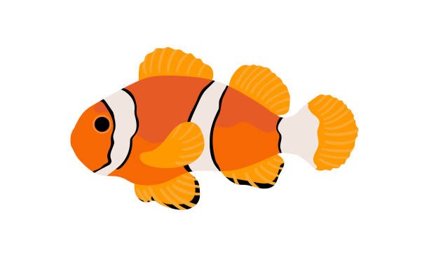 orange clown fish collection set of coral fish illustration. the hand drawing of under the sea life. hand drawn vector animation. adorable and beautiful fishes of marine life. clown fish stock illustrations
