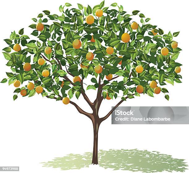 Orange Tree Free Vector Art 32 249 Free Downloads