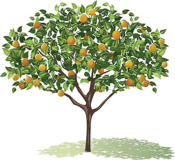 Orange Tree Full Bloom with leaves and fruit casting shadow Stylized fruit tree clipart with shadow underneath.  The Orange Tree is Filled With Ripe Fruit Ready For Harvest. The orange tree is in full bloom filled with lots of oranges. The leaves are done in dark and light greens. orange tree stock illustrations