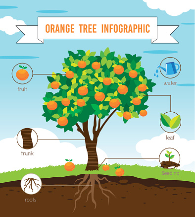orange tree infographic