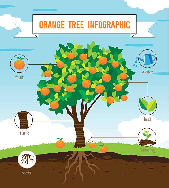 orange tree infographic orange tree info graphic vector orange tree stock illustrations