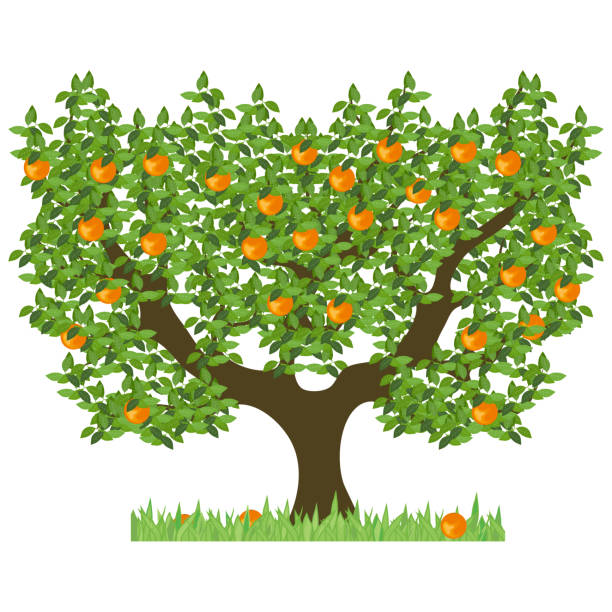 Orange tree with green leaves. Green tree with sweet ripe oranges. The isolated orange tree with mature fruits on a white background. vector art illustration