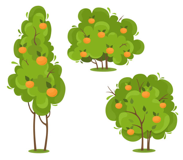 Orange trees set. Vector isolates in cartoon flat style. White background. Orange trees set. Vector isolates in cartoon flat style. White background. orange tree stock illustrations