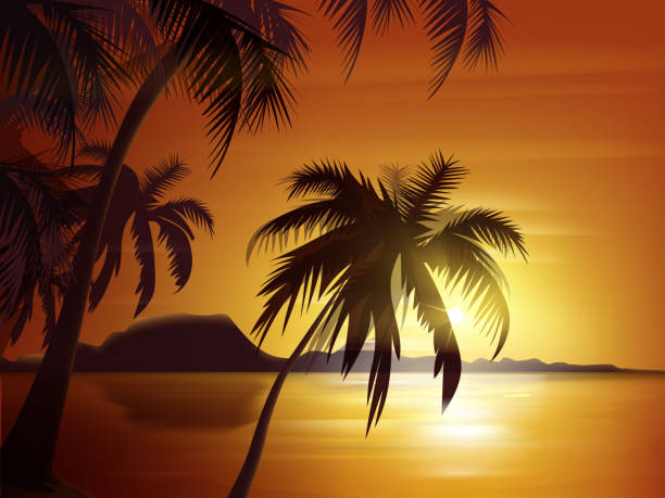 Vector palm trees silhouette with orange sunset, ocean and rocks