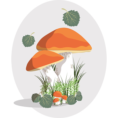 orangecap boletus mushrooms vector illustration