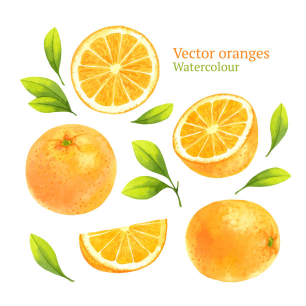 Oranges Watercolor vector oranges orange fruit stock illustrations