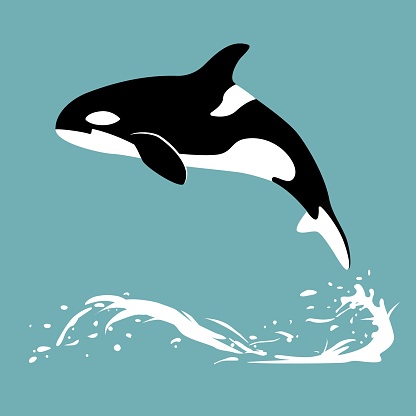 Orca in water. Killer whale jumps out of the water
