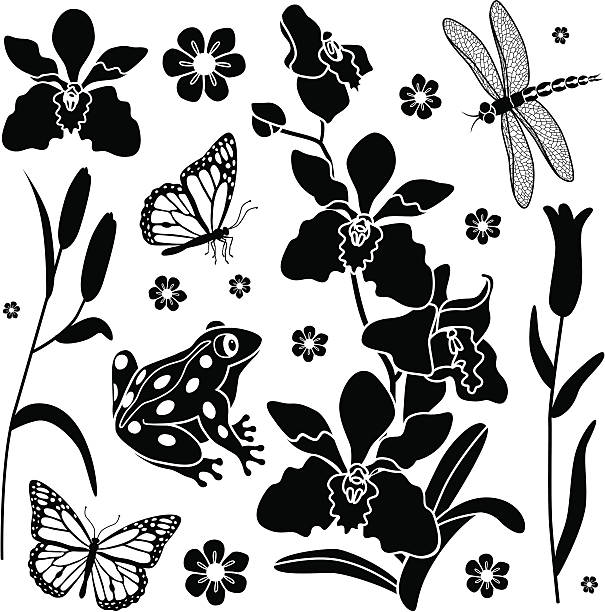 orchid design elements Vector design elements featuring orchids and forest creatures. frog clipart black and white stock illustrations