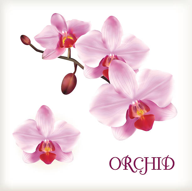 Orchideen zeichnung vorlage - Der Favorit unseres Teams