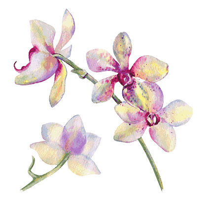 Orchid flowers watercolor hand drawn botanical illustration isolated on white background for design pattern, package cosmetic, greeting card, wedding invitation, florist shop, printing, beauty salon